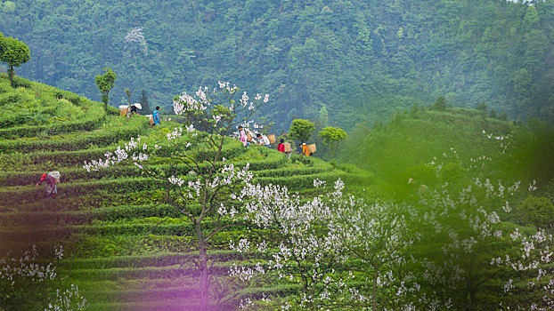 宜宾珙县鹿鸣茶场蜿蜒茶山风光