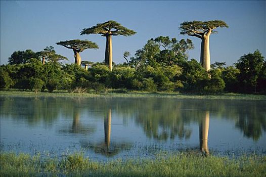 猴面包树,树,反射,湿地,穆龙达瓦,马达加斯加