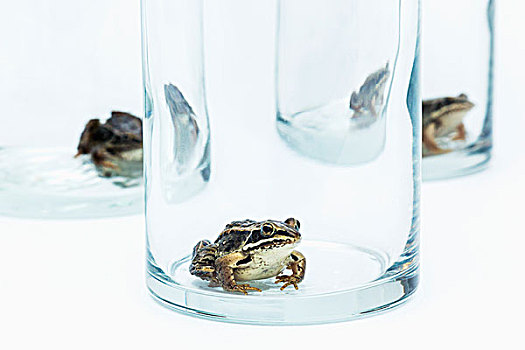 三个,青蛙,俘获,玻璃,观注,堡垒,艾伯塔省,加拿大