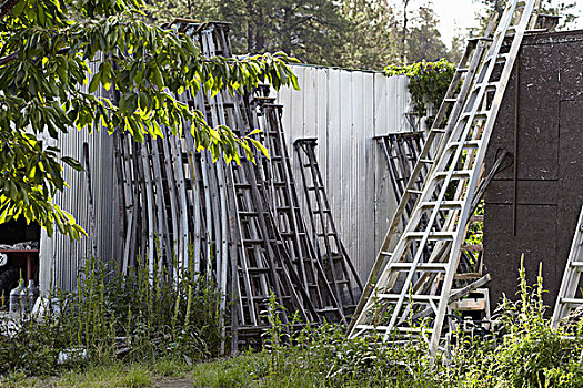 果园,梯子,不列颠哥伦比亚省,加拿大