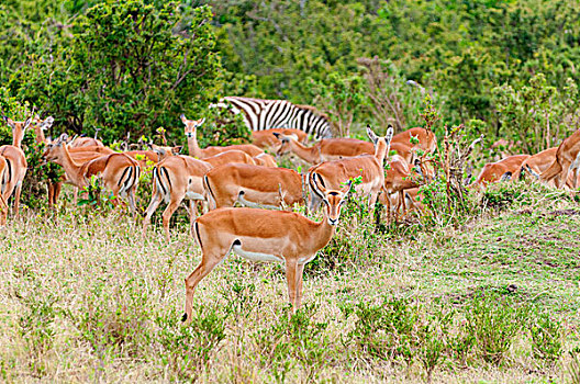 牧群,黑斑羚,马赛马拉国家保护区,肯尼亚