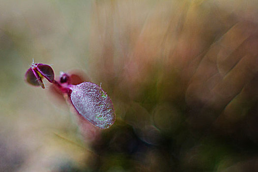 苔藓植物