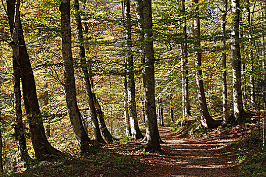 树林,小路,秋天,山林,靠近,山谷,上巴伐利亚,巴伐利亚,德国,欧洲