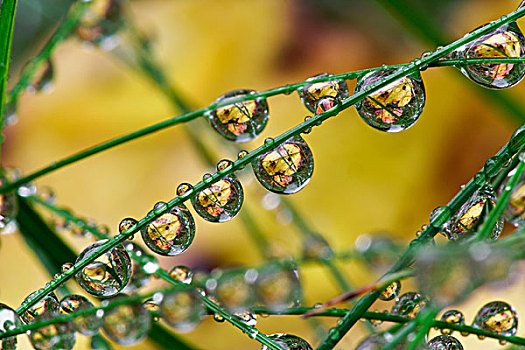 雨滴,草叶,阿卡迪亚国家公园,缅因