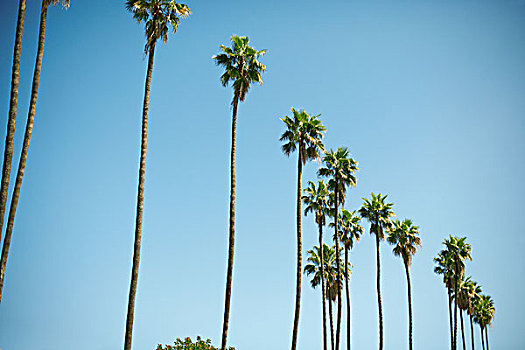 排,高,棕榈树,洛杉矶,美国