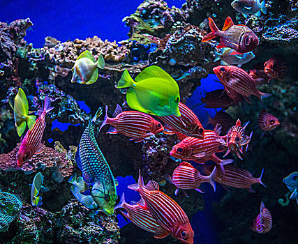 水下视角,彩色,热带鱼,毛伊岛,夏威夷