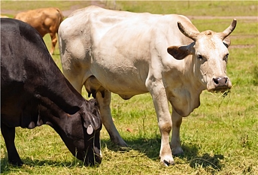 母牛,牛角,澳大利亚,菜牛,黑白