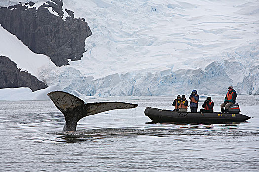 特写,雌性,驼背鲸,幼兽,休息,防护,水,小湾,海峡,南极半岛