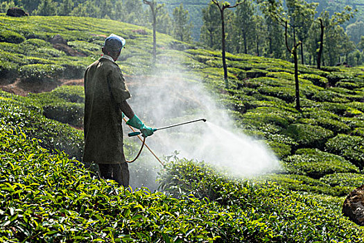 工作,茶,植物,杀虫剂,茶园,喀拉拉,西高止山,印度,亚洲