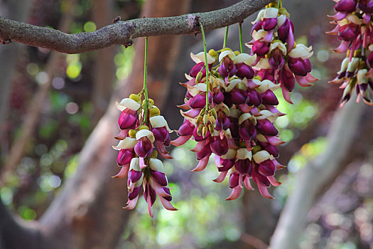 禾雀花