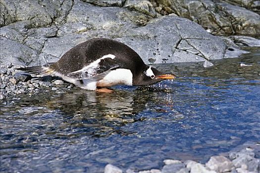 巴布亚企鹅,喝,河流,福克兰群岛