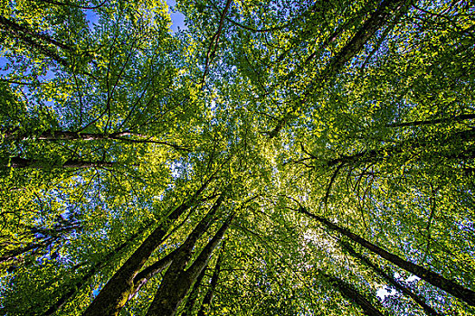 树梢,仰视,蓝天,落叶林,瑞士,欧洲