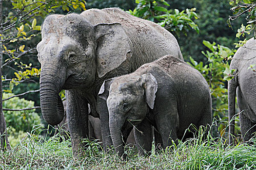 亚洲象,象属,放牧,马来西亚