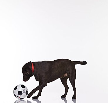 巧克力拉布拉多犬,玩,足球