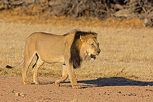 狮子,博茨瓦纳