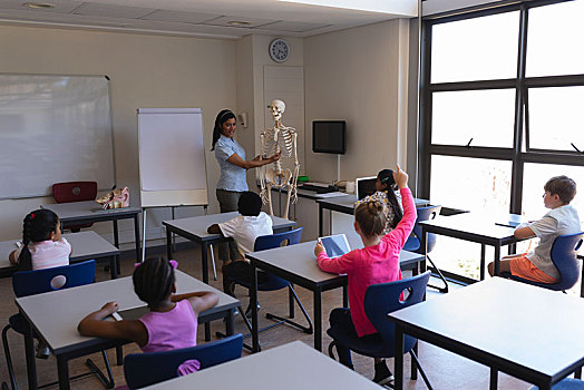 女性,教师,解释,骨骼,小学生,教室