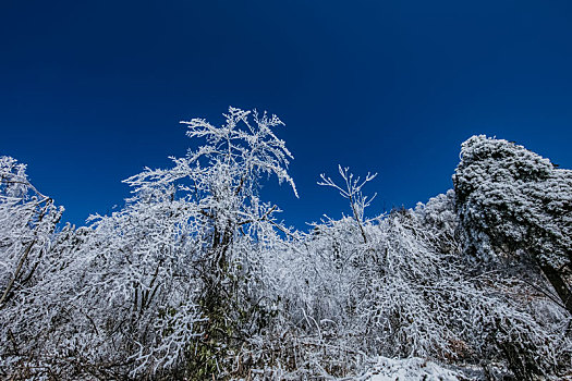 湖南省张家界市武陵源天子山雾松冰雪自然景观