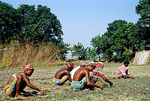 小,农民,白天,劳工,工作,陆地,孟加拉