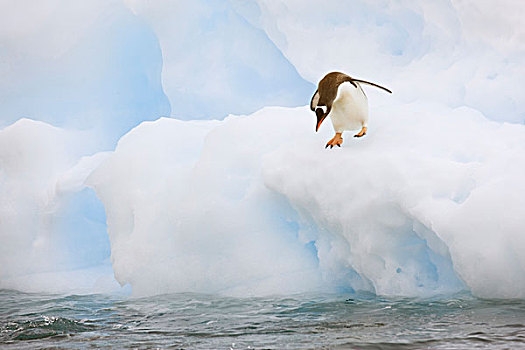 南极,港口,巴布亚企鹅,水