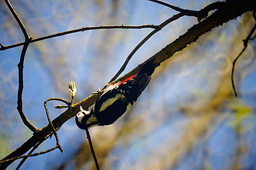 大斑啄木鸟