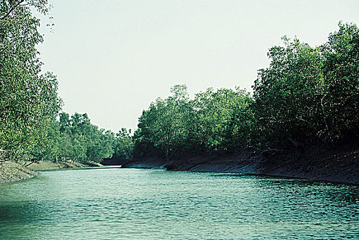 红树林,树林,湾,孟加拉,世界遗产,2004年