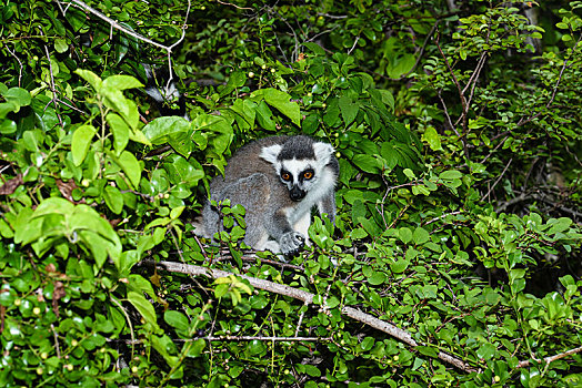 节尾狐猴,狐猴,树上,自然保护区,马达加斯加,非洲