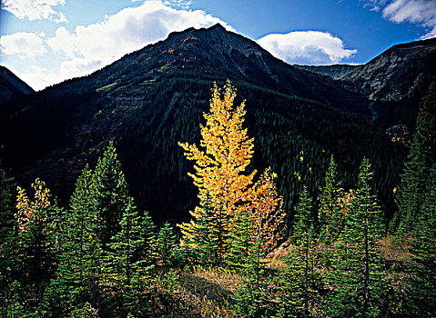 树,山脉,背景,库特尼国家公园,不列颠哥伦比亚省,加拿大