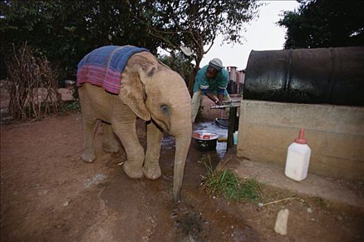非洲象,婴儿,醒,早晨,东察沃国家公园,肯尼亚
