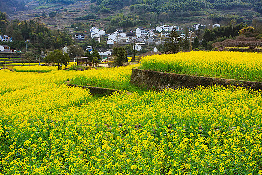 西畈,油菜花,花海,田园,梯田,春光