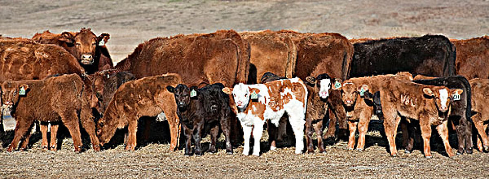 牛,母牛,幼兽,进食,西南方,艾伯塔省,加拿大