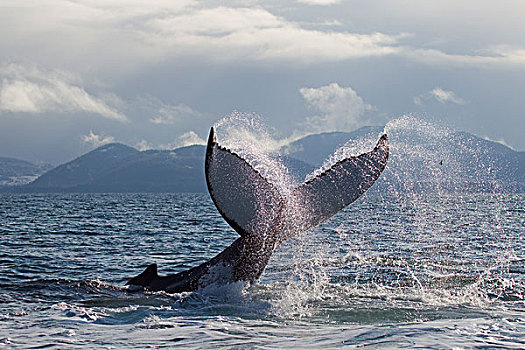 驼背鲸,尾部,拍击,表面,威廉王子湾,阿拉斯加,春天