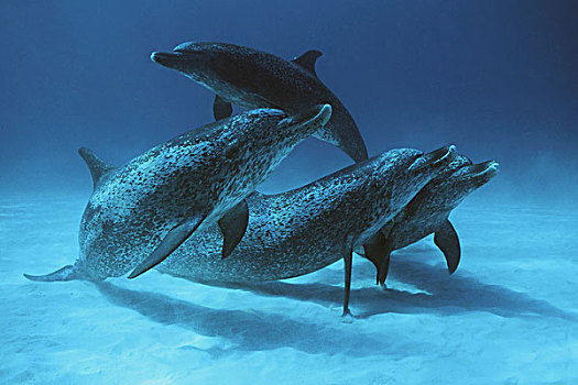大西洋点斑原海豚,花斑原海豚,群,巴哈马,加勒比