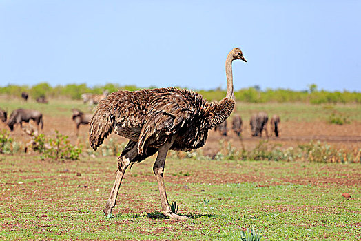 南非,鸵鸟,鸵鸟属,骆驼,成年,女性,跑,克鲁格国家公园,非洲
