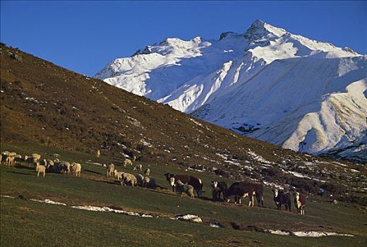 家羊,绵羊,牛,干草,冬天,靠近,山,烹饪,南岛,新西兰