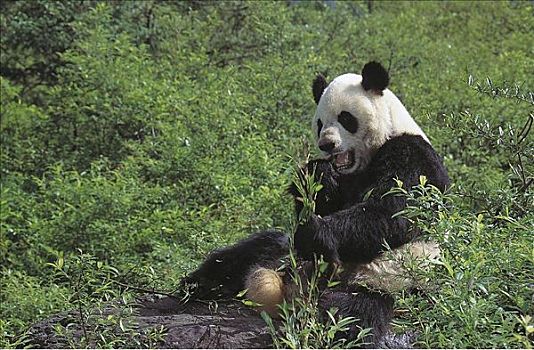 大熊猫,哺乳动物,卧龙自然保护区,四川,中国,亚洲,动物