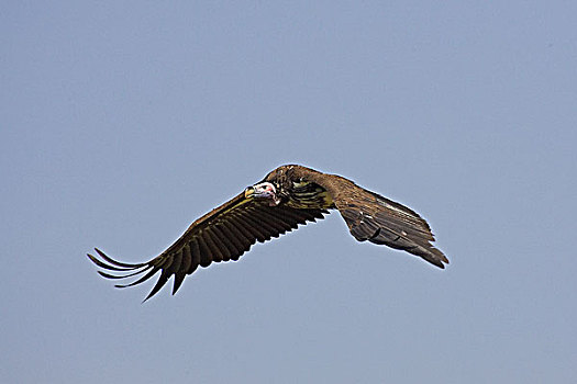 肉垂秃鹫,马赛马拉,公园,肯尼亚