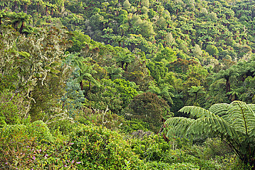 雨林,罗托鲁瓦,丰盛湾,北岛,新西兰