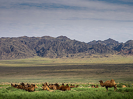 骆驼,戈壁沙漠,山,蒙古,亚洲