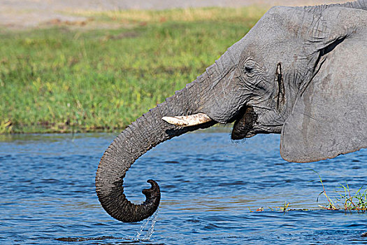 非洲象,喝,河,奥卡万戈三角洲,博茨瓦纳,非洲