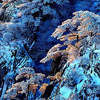 黄山雪松