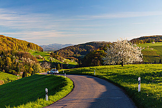 风景,盛开,樱桃树,靠近,乡间小路,春天,瑞士