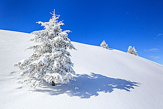 孤树,遮盖,雪,蒙特卡罗,省,伦巴第,意大利