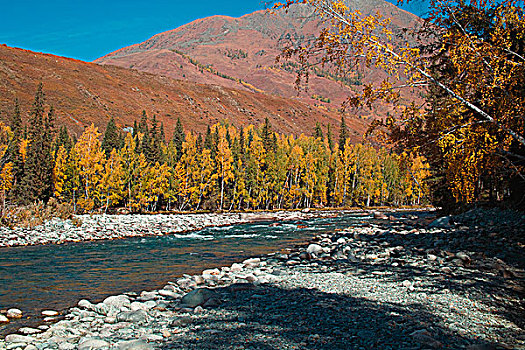 新疆阿勒泰喀纳斯秋天的布尔津河