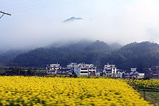 婺源,春天,油菜花,徽派,建筑,江岭,风情,风景,风光,乡村,民居