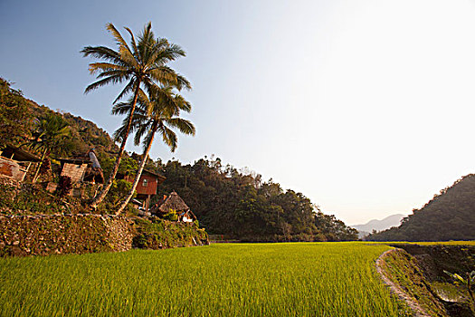 乡村,稻米梯田,吕宋岛,菲律宾