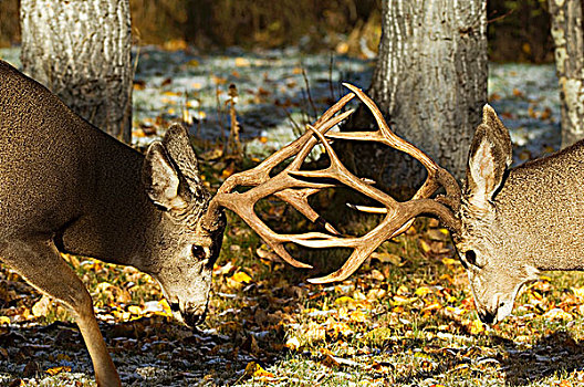 长耳鹿,骡鹿,雄性,打斗,测验,力量,罐,几个,白天,瓦特顿湖国家公园,西南方,艾伯塔省,加拿大