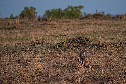 肯尼亚马赛马拉国家公园黑背胡狼