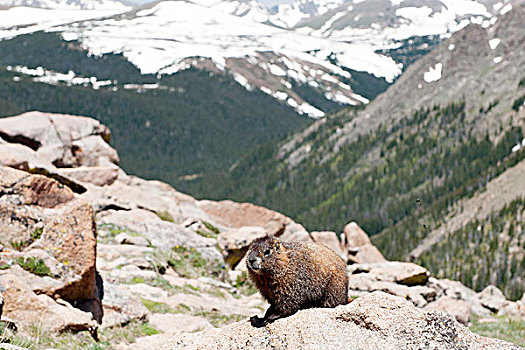 土拨鼠,落基山国家公园,科罗拉多,美国