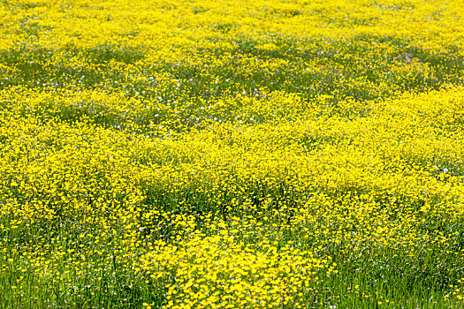 黄色,草地,春天