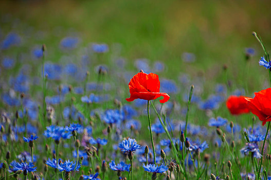 地点,蓝花,矢车菊,红色罂粟,夏天